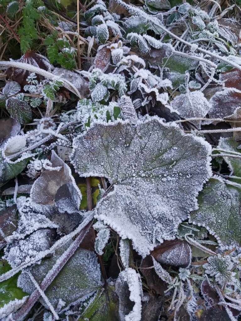 Frost